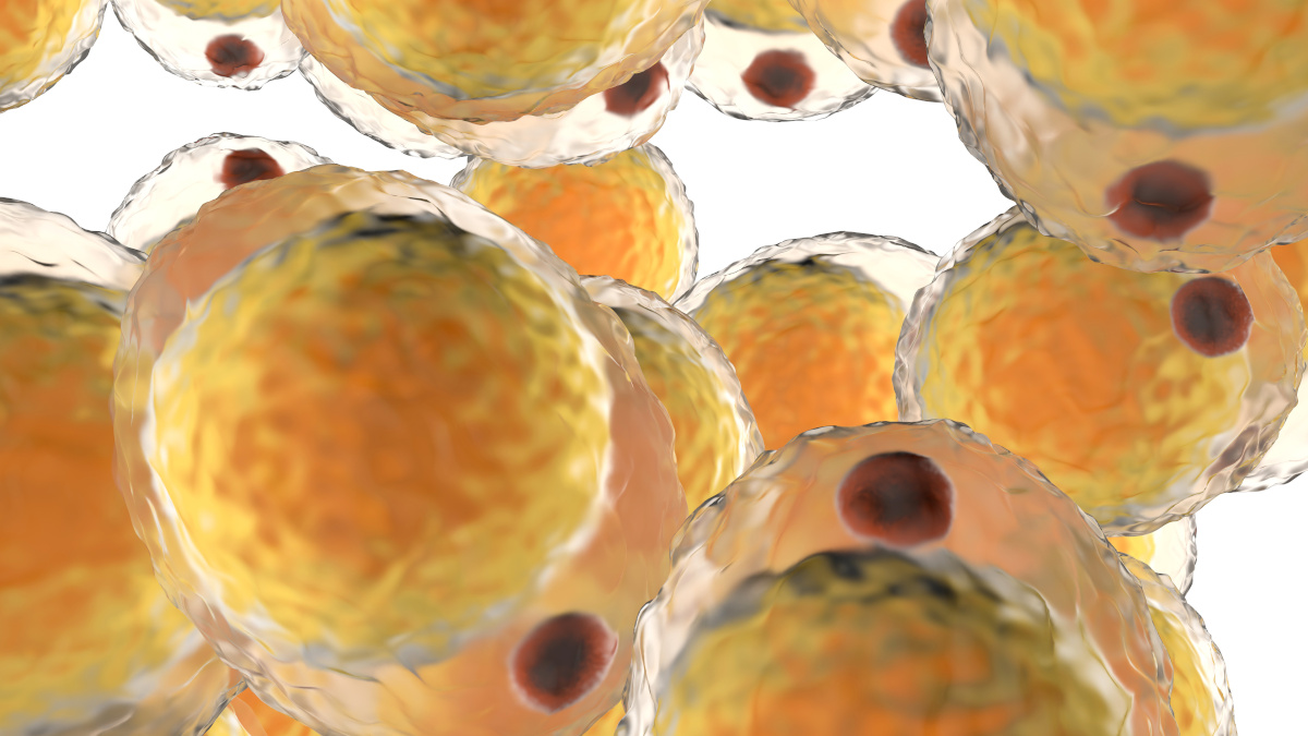 Cellules graisseuses (adipocytes) vues au microscope