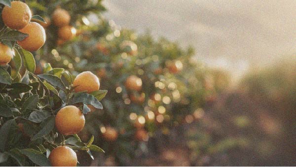 Les aliments à privilégier pour perdre du poids