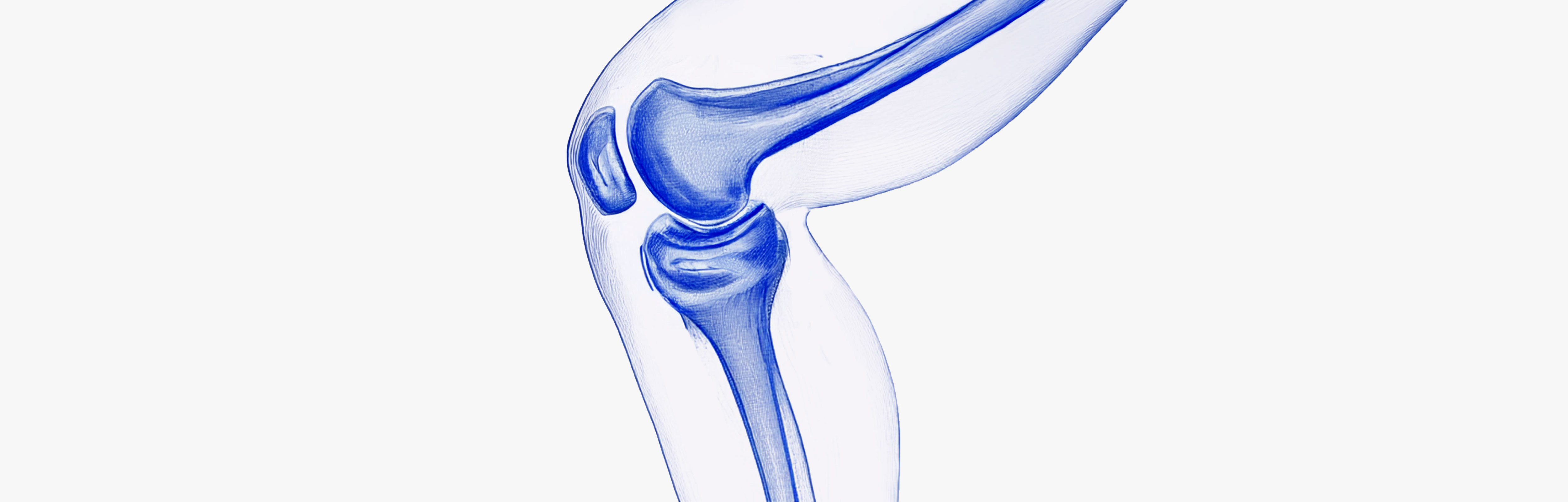 Régénération du cartilage