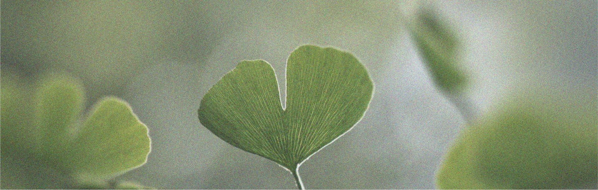 Los prebióticos y su posible relación con la cognición