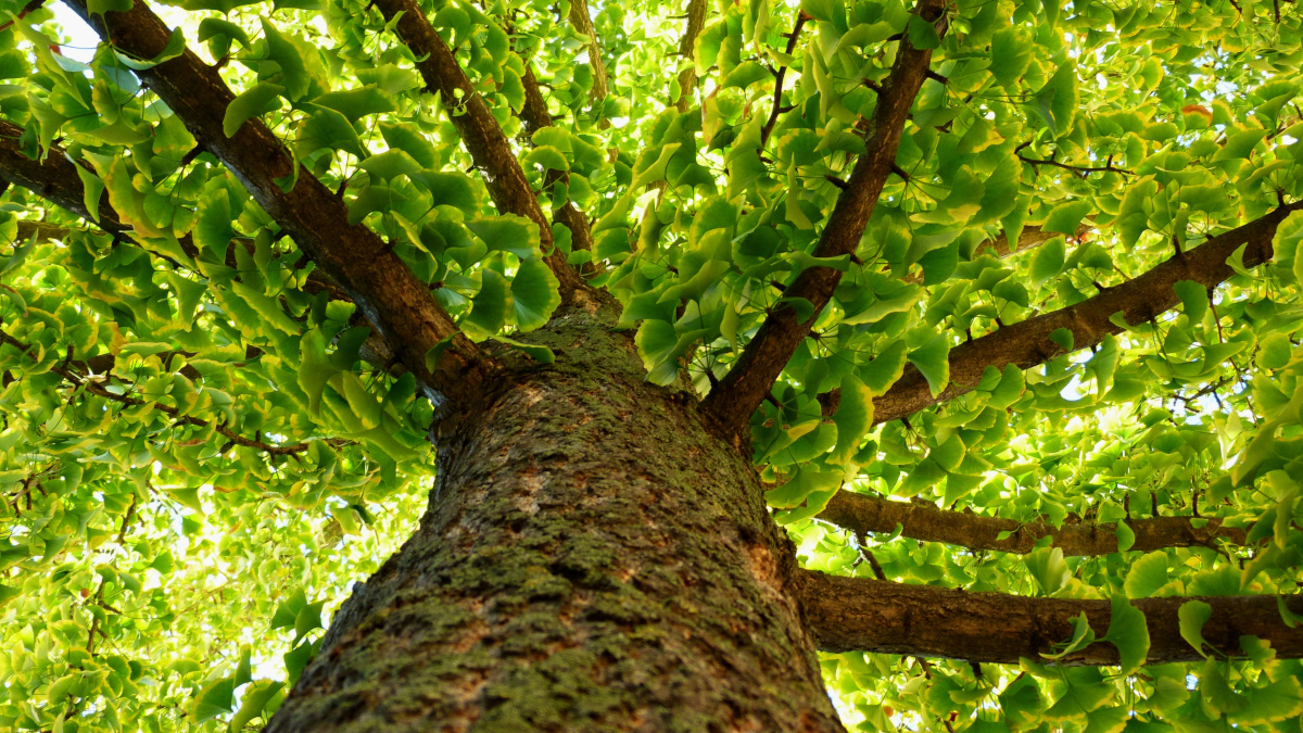 Tronc et feuilles de l'arbre sacré Ginkgo biloba