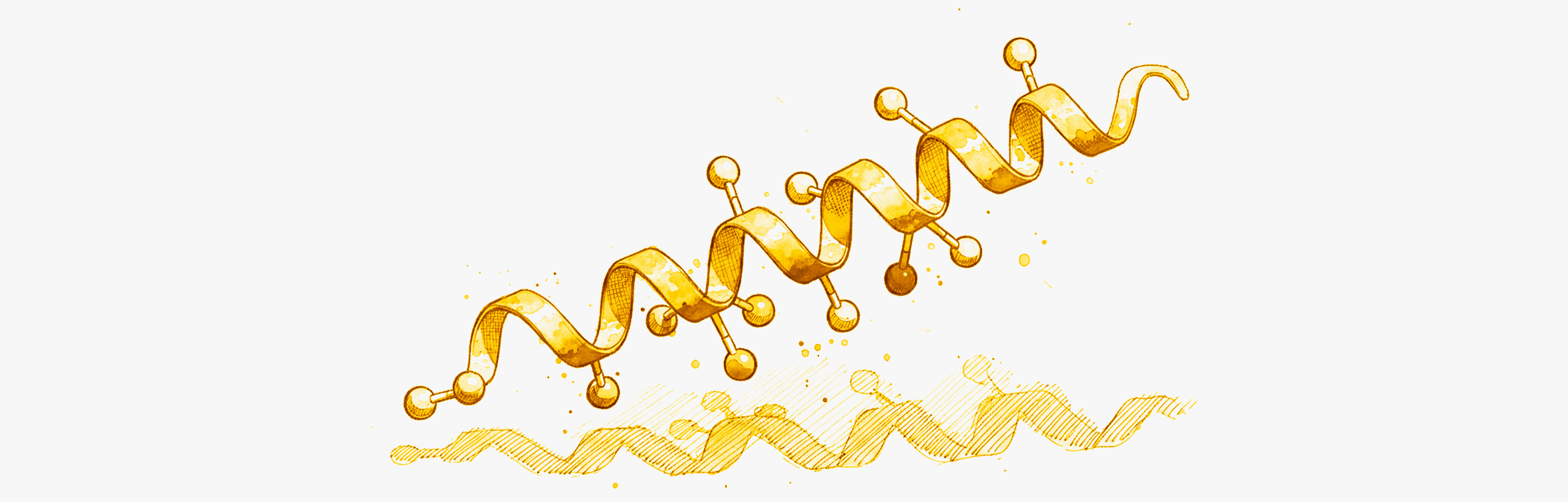 Molécule de GLP-1 Le GLP-1 pourrait aider a lutter contre la steatose hepatique