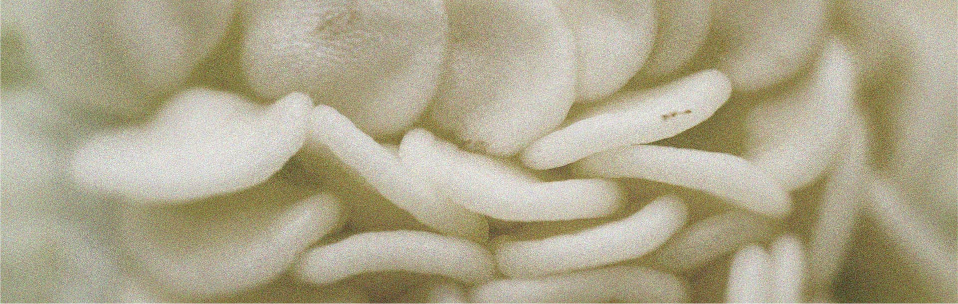 La alimentación juega un papel importante en la salud del cabello