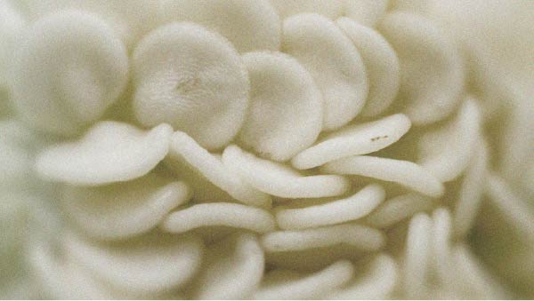 La alimentación juega un papel importante en la salud del cabello