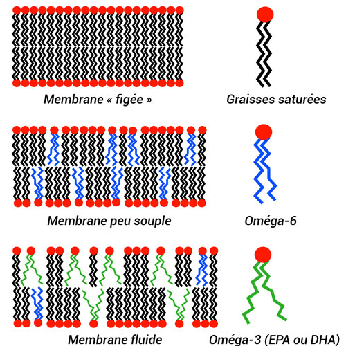 Illustration de plusieurs membranes cellulaires en fonction de leur composition en acides gras