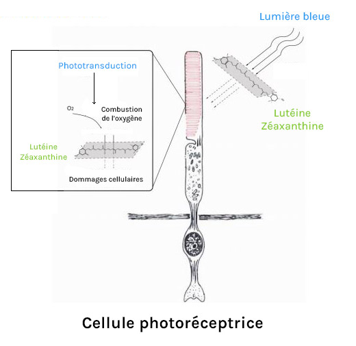 La lutéine et la zéaxanthine agissent comme filtres et comme boucliers au niveau des photorécepteurs