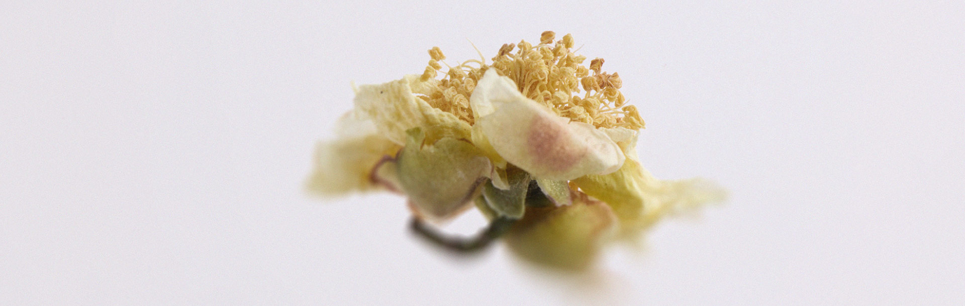 Ces plantes peuvent contribuer à améliorer la qualité du sommeil