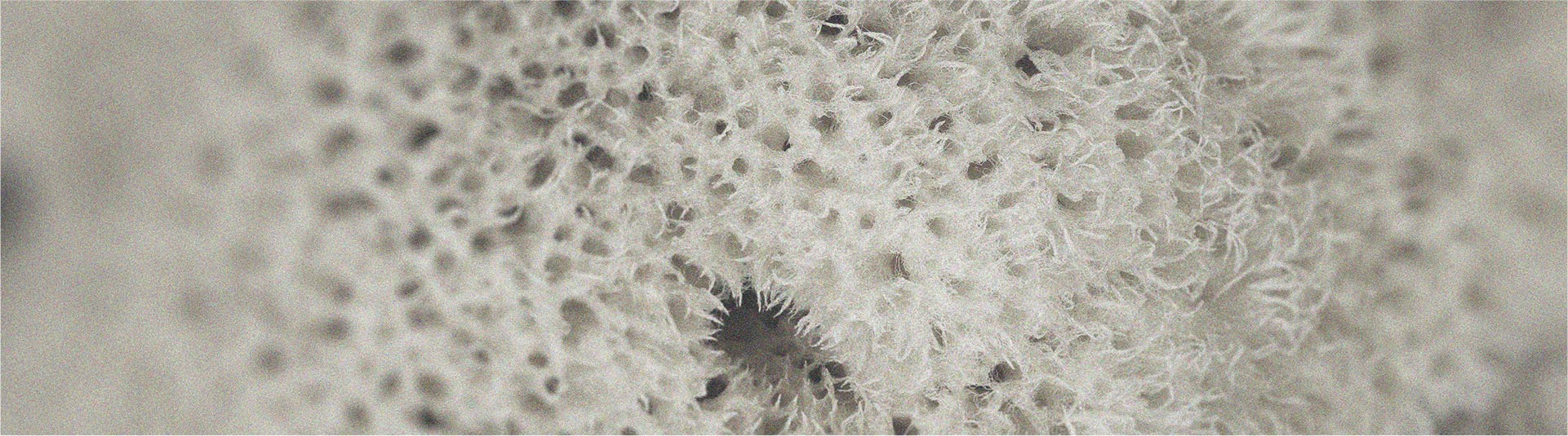 L’efficacité spécifique des probiotiques sporulés