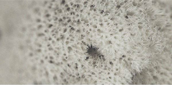 L’efficacité spécifique des probiotiques sporulés