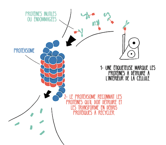 Le protéasome est un broyeur cellulaire très utile dans une cellule saine