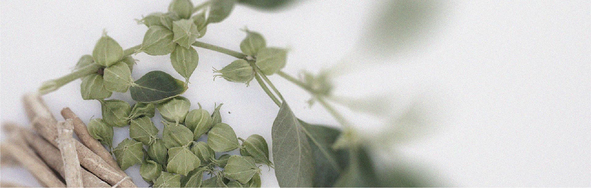 Ashwagandha may have different effects depending on when it is taken