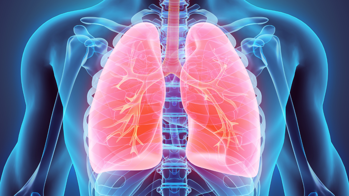 Représentation médicale de poumons