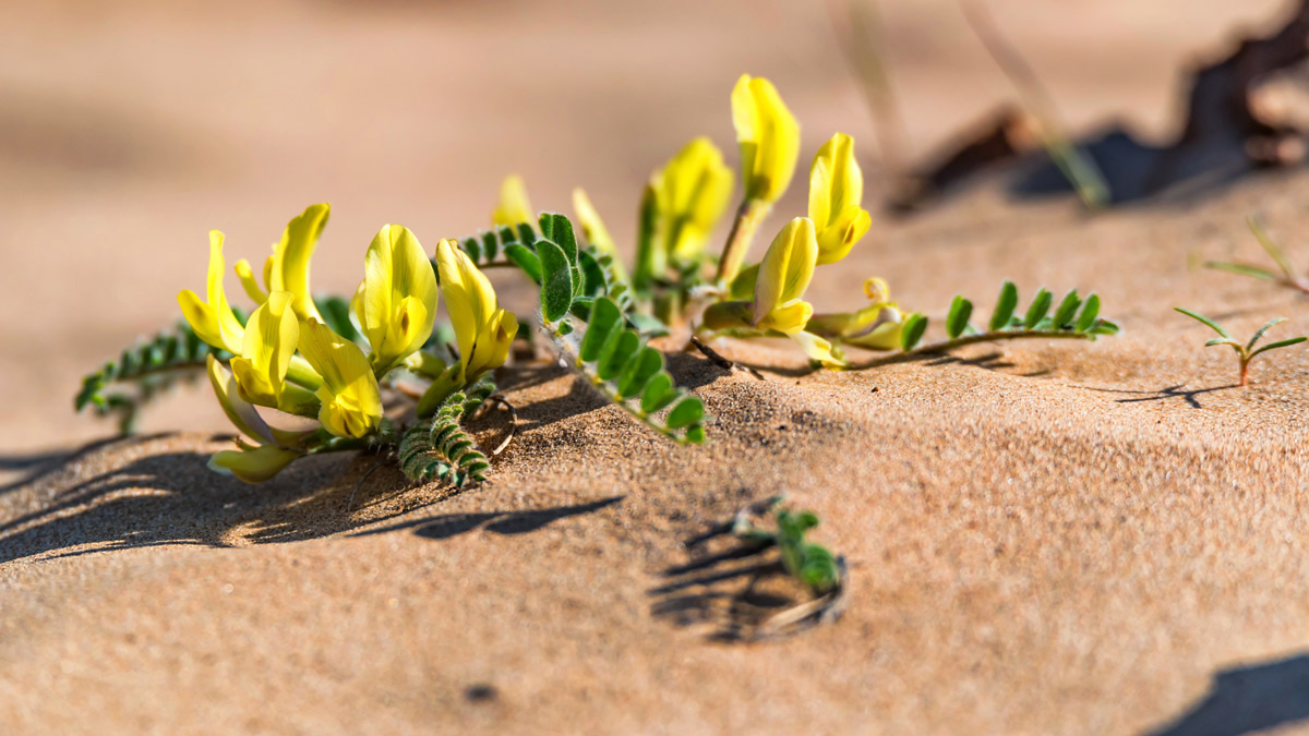 7 good reasons to discover astragalus